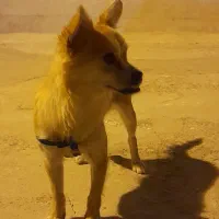 گمشده|حیوانات|کرمانشاه, |دیوار