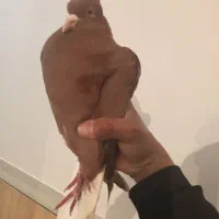 کبوتر سرخ دم سفید