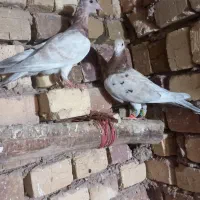 کبوتر|پرنده|دشتابی, |دیوار