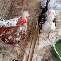 مرغ و خروس
