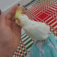 گمشده عروس هلندی