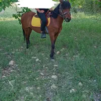 مادیان ۶ ساله فروشی