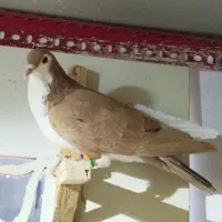 کبوتر رنگی پرشی|پرنده|مشهد, اقبال|دیوار