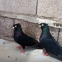 کبوتر زاق واکسی درجه یک