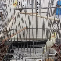 عروس هلندی نر و ماده فروش فوری