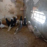 کفتر پرشی