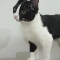 واگذاری گربه