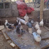 کبوتر پرشی|پرنده|سیرجان, |دیوار