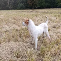 سگ گله گوسفند بسیار هوشیار|سگ|خان ببین, |دیوار