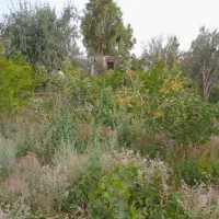 باعچه فروشی