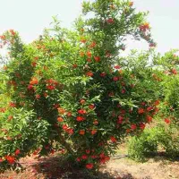زمین(باغچه)