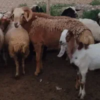 فروشی یا معاوضه