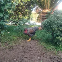 فروش یک عدد خروس کاکلی جوون