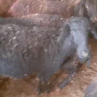 فروش گوسفند