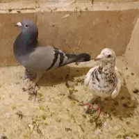 کفتر