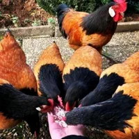 تخم مرغ نطفه دارازنژادهای زینتی وکمیاب|حیوانات مزرعه|تهران, خاوران|دیوار