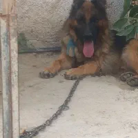 سگ ژرمن اصل