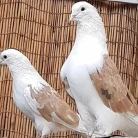 کفتر کهنه کار