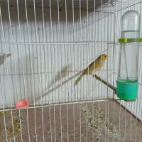 قناری دارچینی