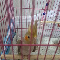 عروس هلندی ماده