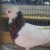 کبوتر طوقی