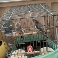 مولد وایت فیس باقفس و لونه