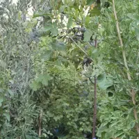 مجموعه درختان و گل ،کیاه ،روف گاردن با گلدان ویکجا