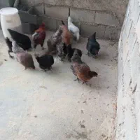 مرغ بومی|حیوانات مزرعه|رودشت (چهارمحال و بختیاری), |دیوار