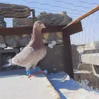 سه عدد نر فروشی