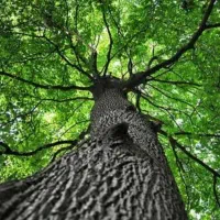 خرید و فروش چوب