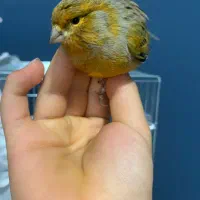 قناری نر بخون|پرنده|خلخال, |دیوار