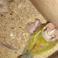یک جفت گرینچیک بالغ با جوجه