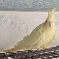 عروس|پرنده|میناب, |دیوار