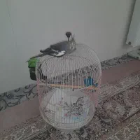 عروس هلندی|پرنده|قم, آذر (نکویی)|دیوار