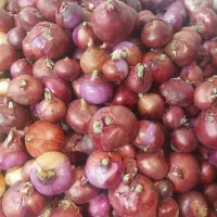 مغازه فعال  میوه  با سابقه کاری|اجارهٔ مغازه و غرفه|ری, جوانمرد قصاب|دیوار