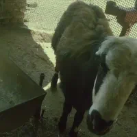 بره نر
