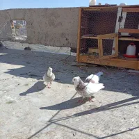 کبوتر طوقی|پرنده|بروجن, |دیوار