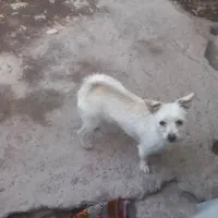 سه سگ پا کوتاه و یک سگ هاسکی بفروش میرسد|سگ|بم, |دیوار