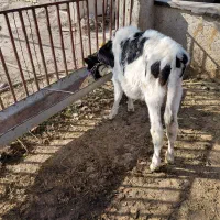 گاو با گوساله ماده ۳۵کلیوشیر|حیوانات مزرعه|قوچان, |دیوار