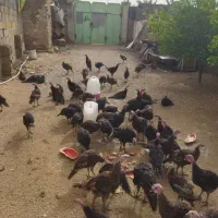 بوقلمون برنز اینگیلیسی