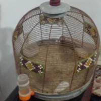 قفس سهره خاکی و طرقه