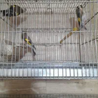 سهره و سهره سبز و گل بسر|پرنده|پردیس, فاز ۴|دیوار