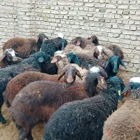 ۱۷ راس بره همه نر،اصیل مناسب نگهداری|حیوانات مزرعه|دشتابی, |دیوار