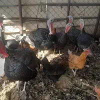 مرغ وبوقلمون