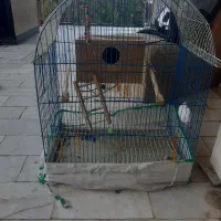 قفس پرنده بزرگ بابونه وسایل داخلش ۸۰۰ بزرگ وجادار