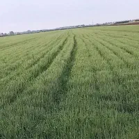 اجاره-سیر