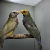 انواع فنچ گلدین شارکول ستاره ای گلوبریده جغدی