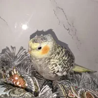 جوجه عروس هلندی|پرنده|بندرعباس, |دیوار