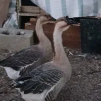 یک جفت قو قاز اوکراینی اصل گپ گپدار سه ساله