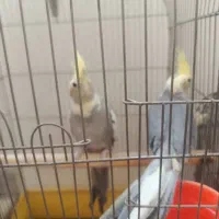 عروس هلندی مولد و بچهاشون(نیمه دستی)|پرنده|ری, شهید غیوری (ابن باویه)|دیوار